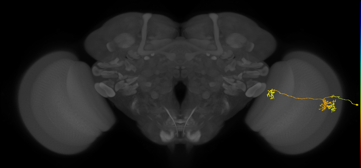 Tm38_R (JRC_OpticLobe:36927)