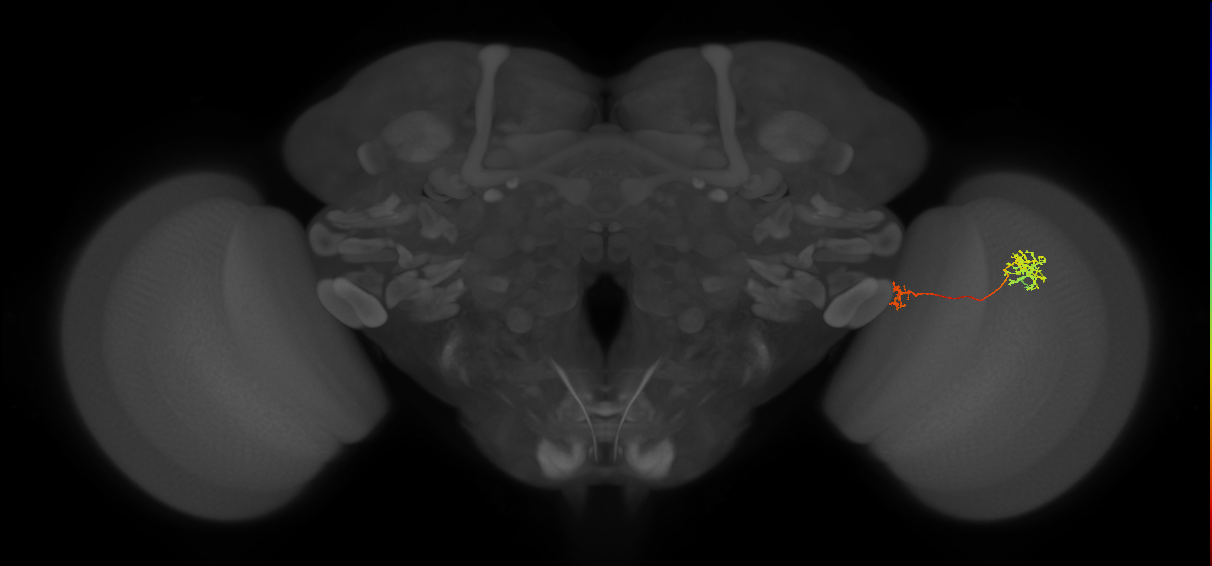 Tm38_R (JRC_OpticLobe:97986)