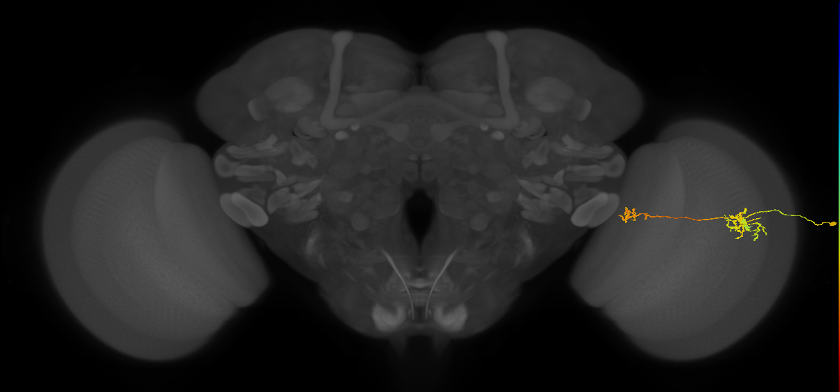 Tm38_R (JRC_OpticLobe:47343)