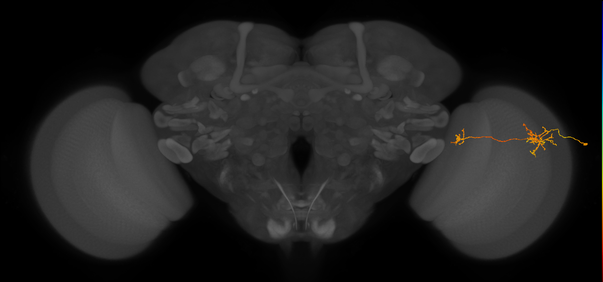 Tm38_R (JRC_OpticLobe:54984)