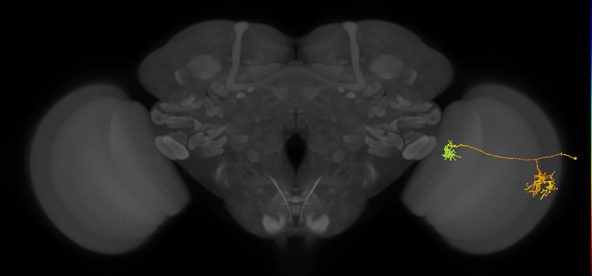 Tm38_R (JRC_OpticLobe:30538)