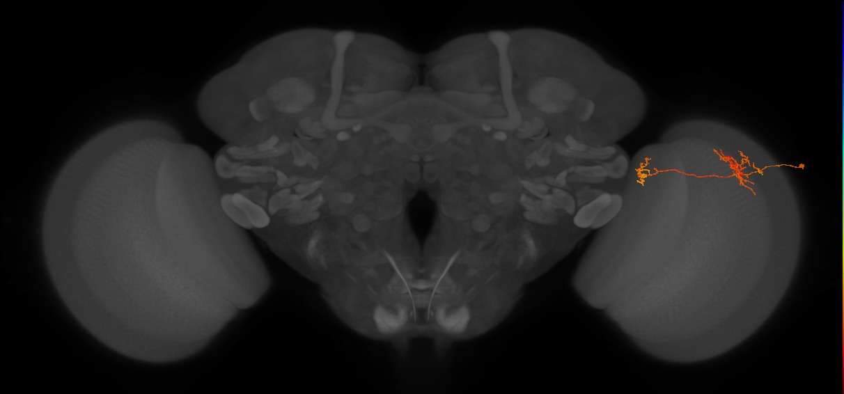Tm38_R (JRC_OpticLobe:57641)