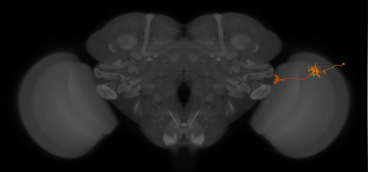Tm38_R (JRC_OpticLobe:55636)