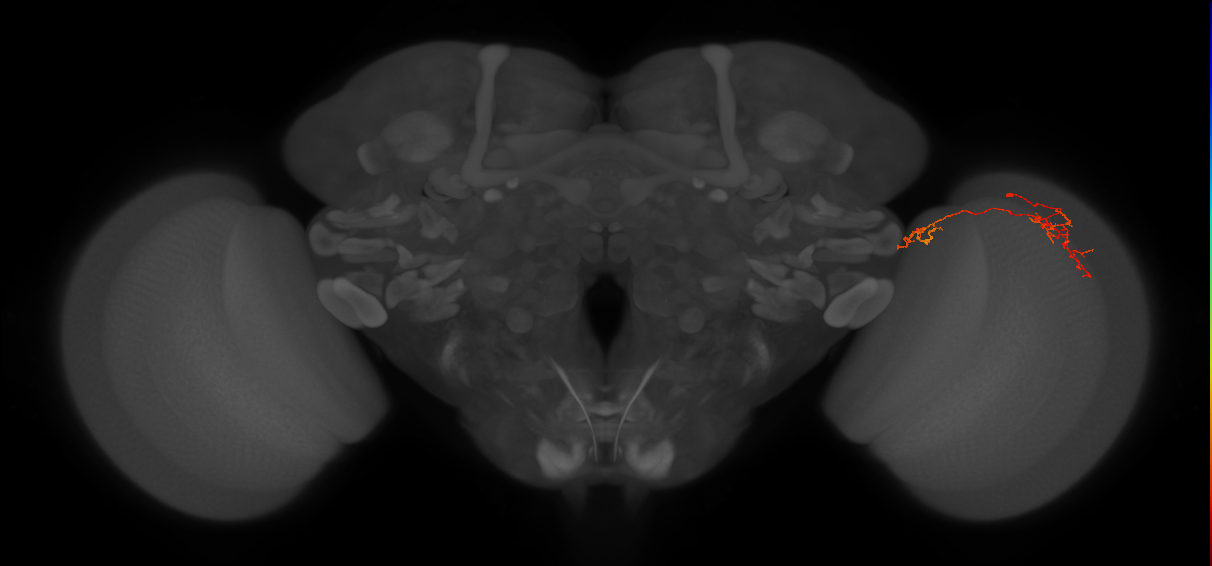 Tm38_R (JRC_OpticLobe:77627)