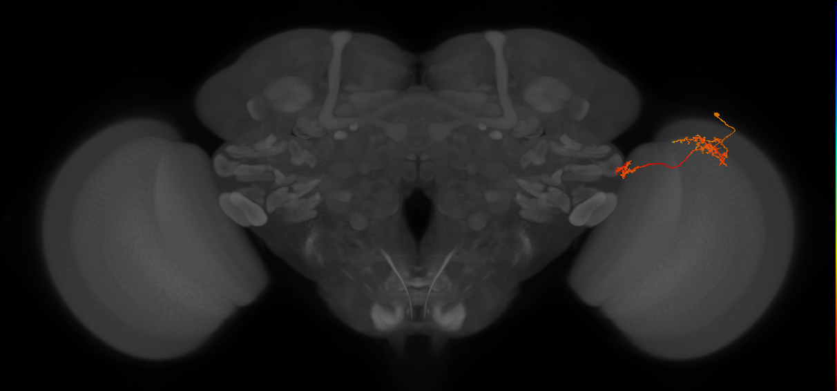 Tm38_R (JRC_OpticLobe:56570)