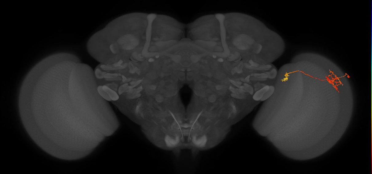 Tm38_R (JRC_OpticLobe:56250)