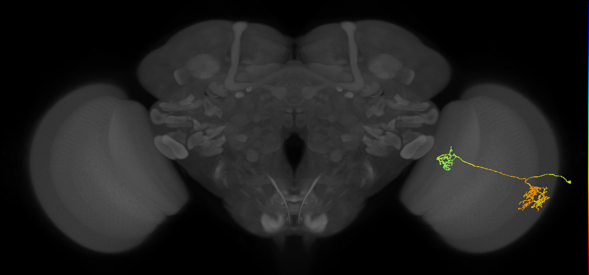 Tm38_R (JRC_OpticLobe:27651)