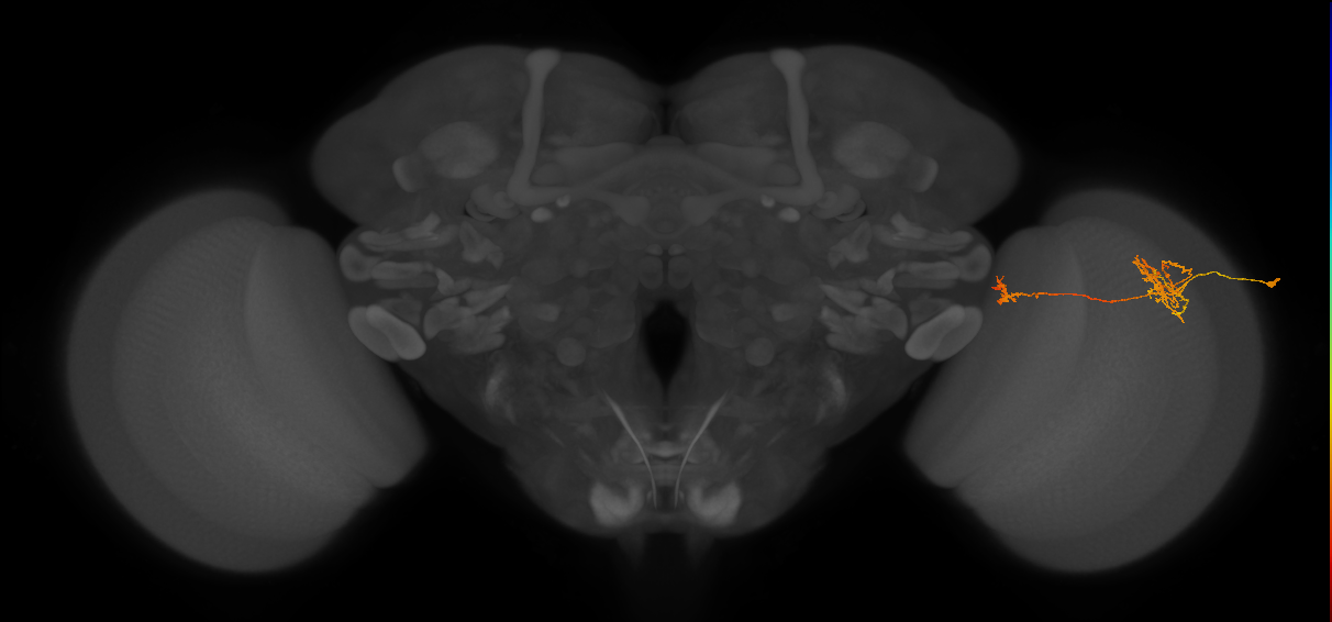 Tm38_R (JRC_OpticLobe:56805)