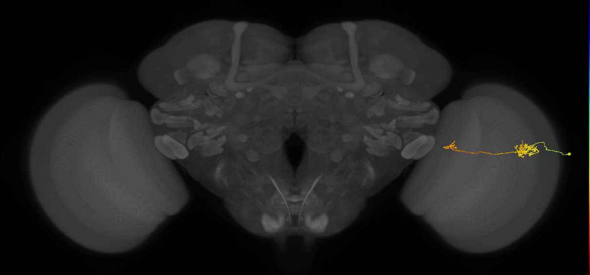 Tm39_R (JRC_OpticLobe:77743)