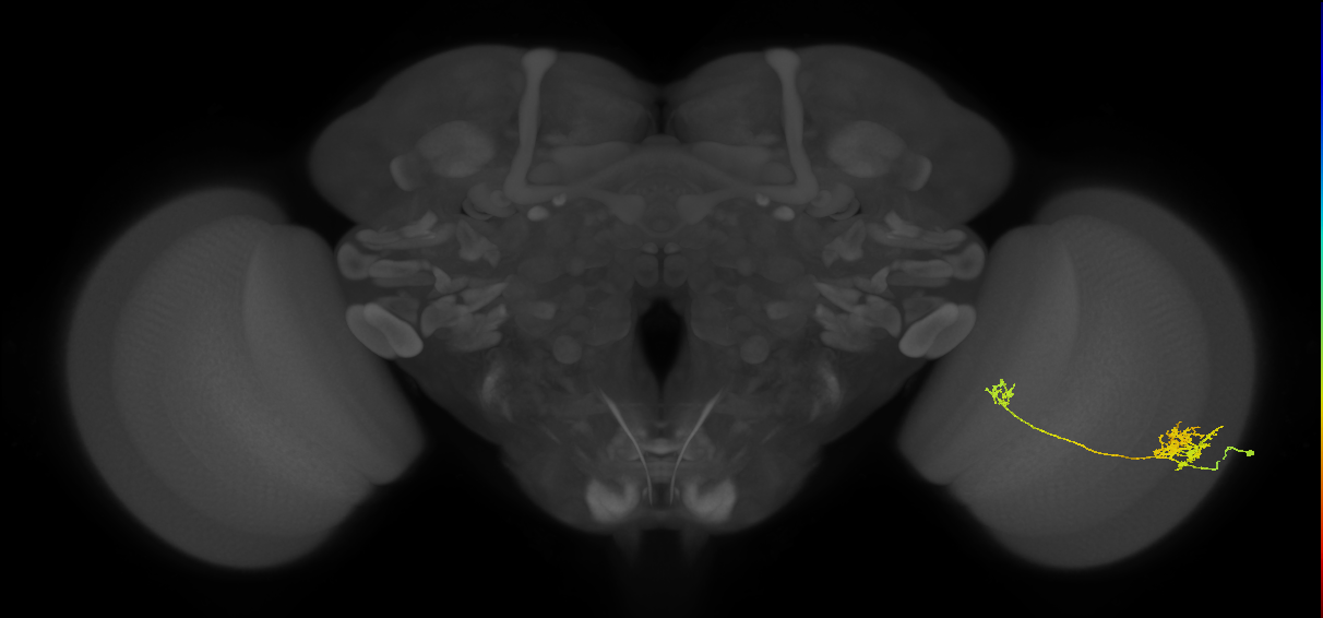 Tm39_R (JRC_OpticLobe:49245)