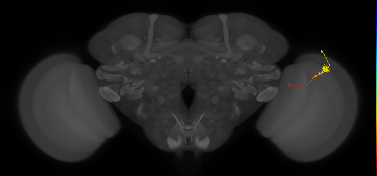 Tm4_R (JRC_OpticLobe:82123)