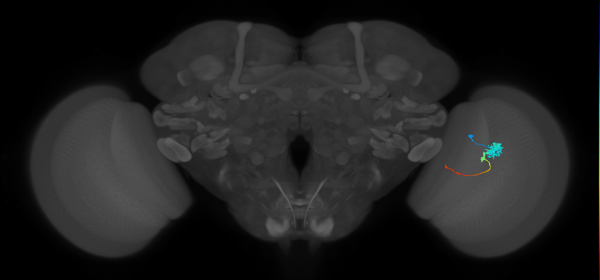 Tm4_R (JRC_OpticLobe:71985)