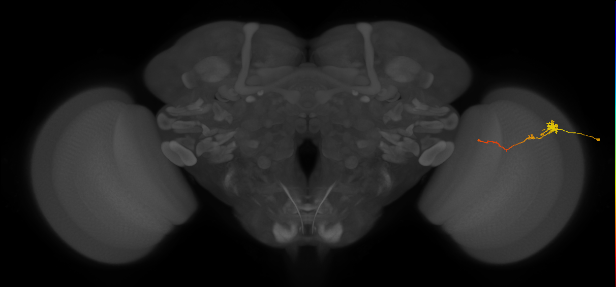 Tm4_R (JRC_OpticLobe:125747)