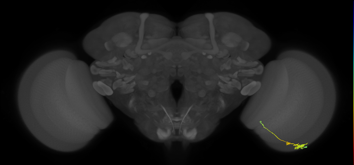 Tm4_R (JRC_OpticLobe:83106)