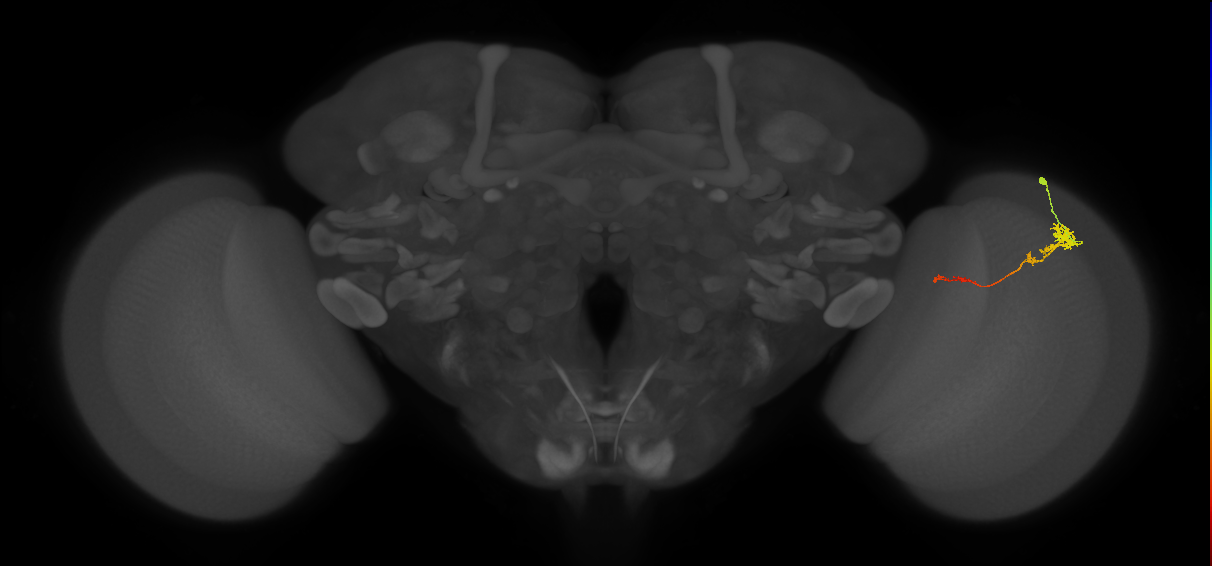 Tm4_R (JRC_OpticLobe:130874)