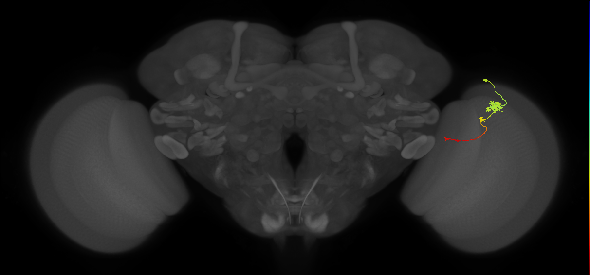 Tm4_R (JRC_OpticLobe:81855)