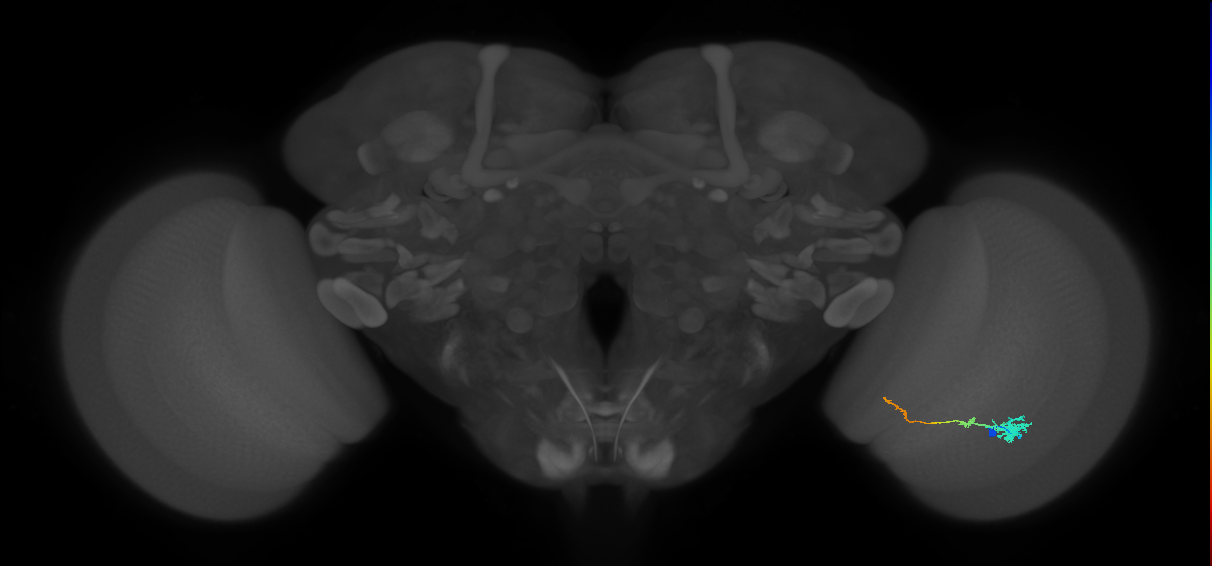 Tm4_R (JRC_OpticLobe:78702)