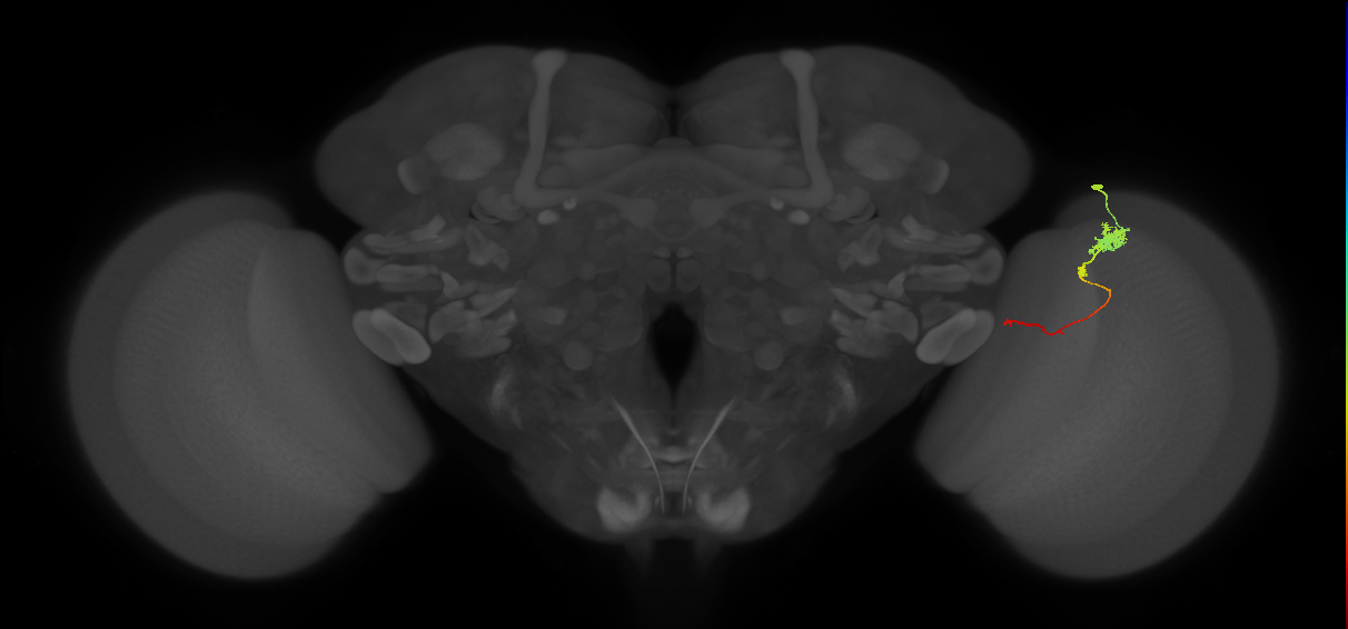 Tm4_R (JRC_OpticLobe:76503)