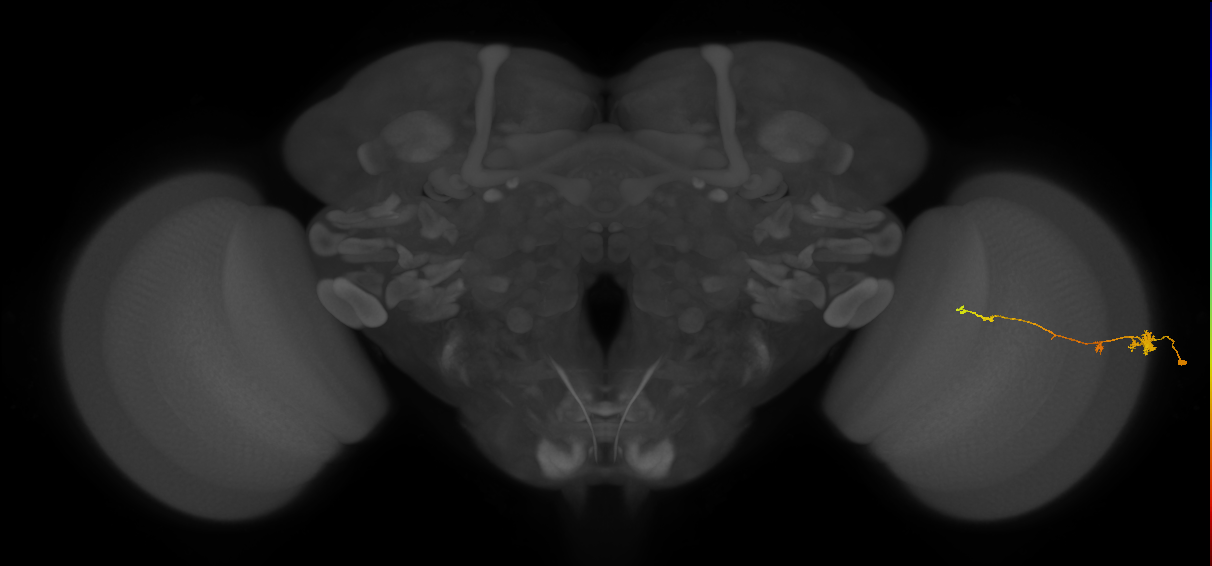 Tm4_R (JRC_OpticLobe:77312)