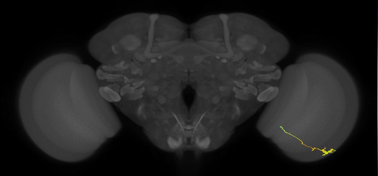 Tm4_R (JRC_OpticLobe:85119)