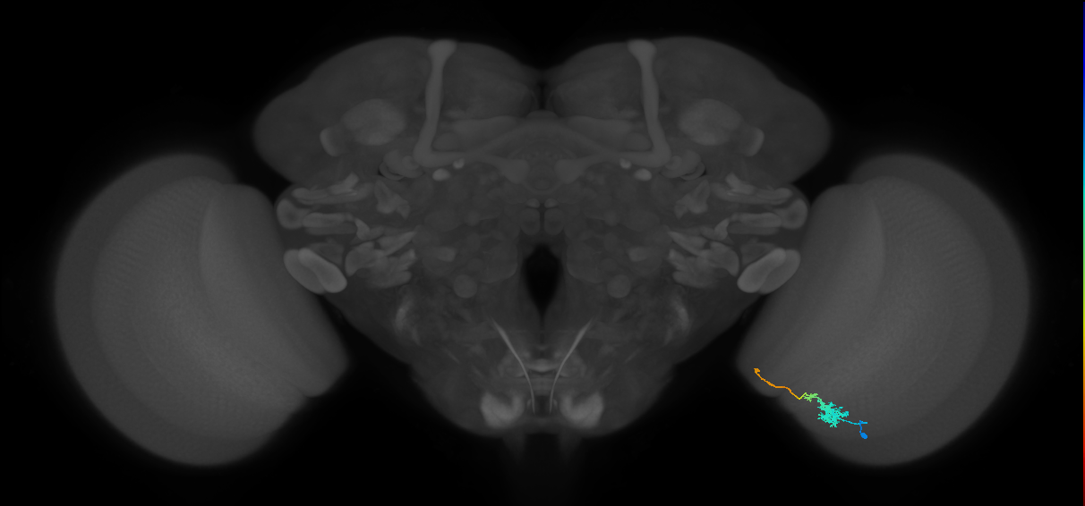 Tm4_R (JRC_OpticLobe:91064)