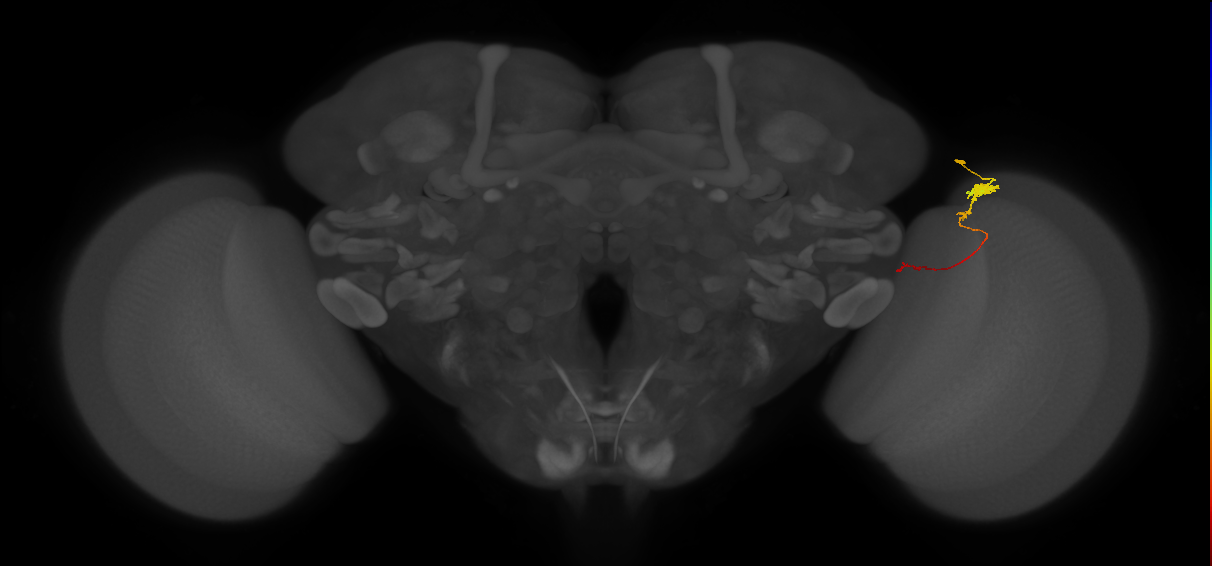 Tm4_R (JRC_OpticLobe:116105)