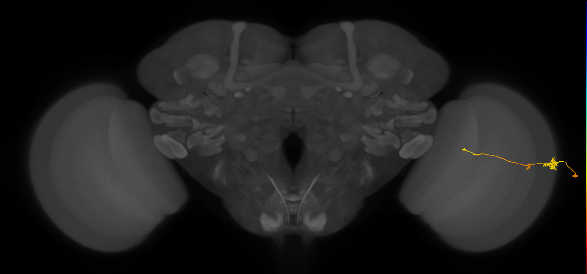 Tm4_R (JRC_OpticLobe:101749)