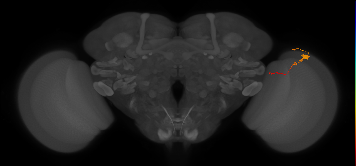 Tm4_R (JRC_OpticLobe:77855)