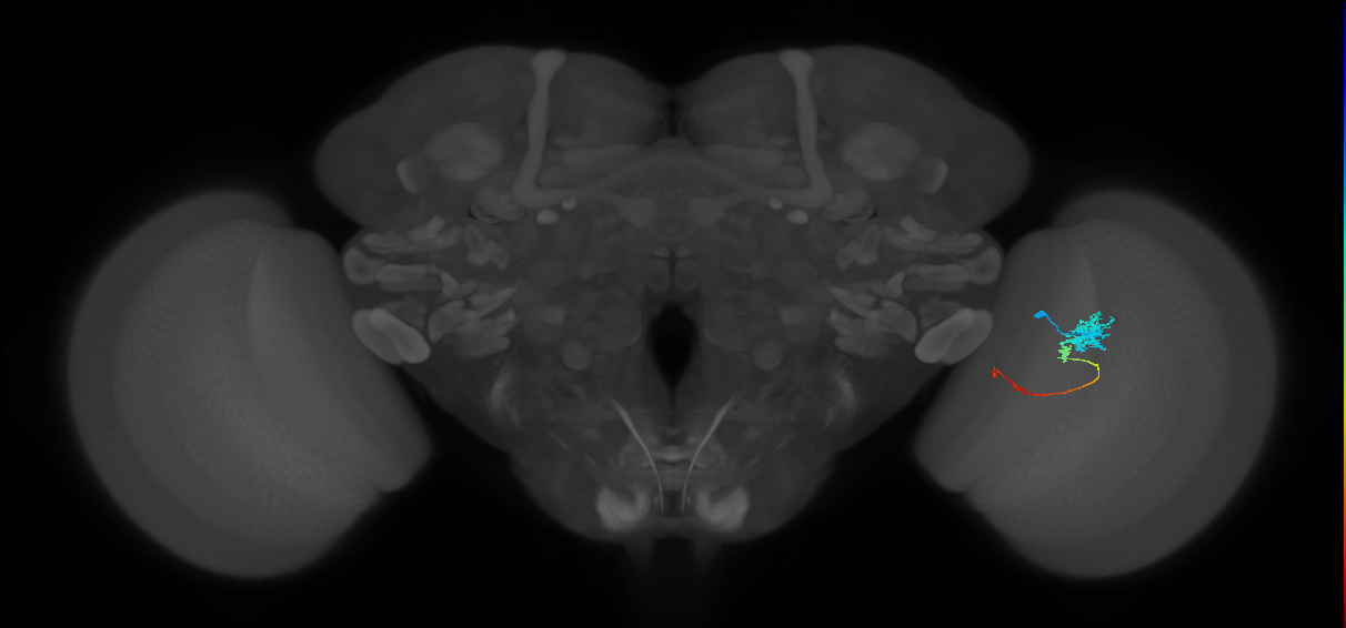 Tm4_R (JRC_OpticLobe:73001)
