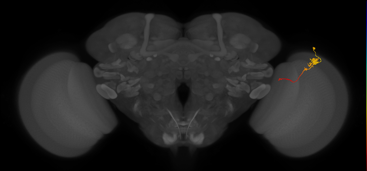 Tm4_R (JRC_OpticLobe:74880)