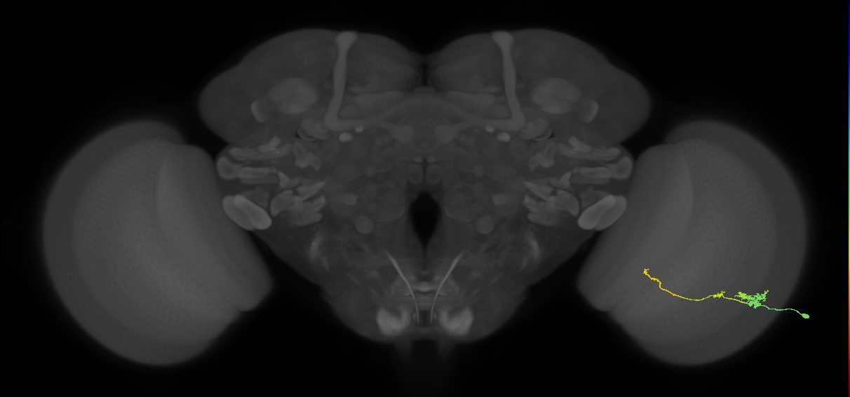 Tm4_R (JRC_OpticLobe:68780)
