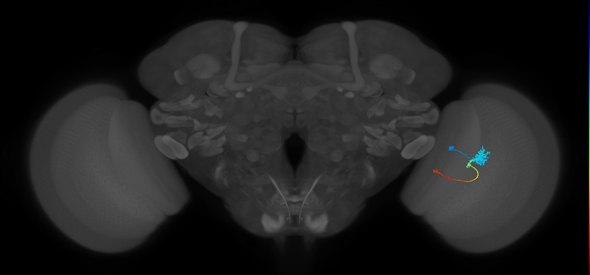 Tm4_R (JRC_OpticLobe:69115)