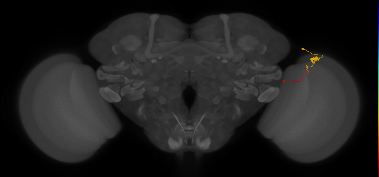 Tm4_R (JRC_OpticLobe:87514)