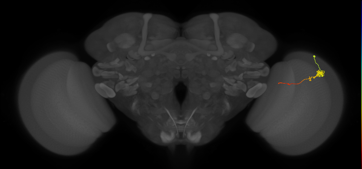Tm4_R (JRC_OpticLobe:77607)