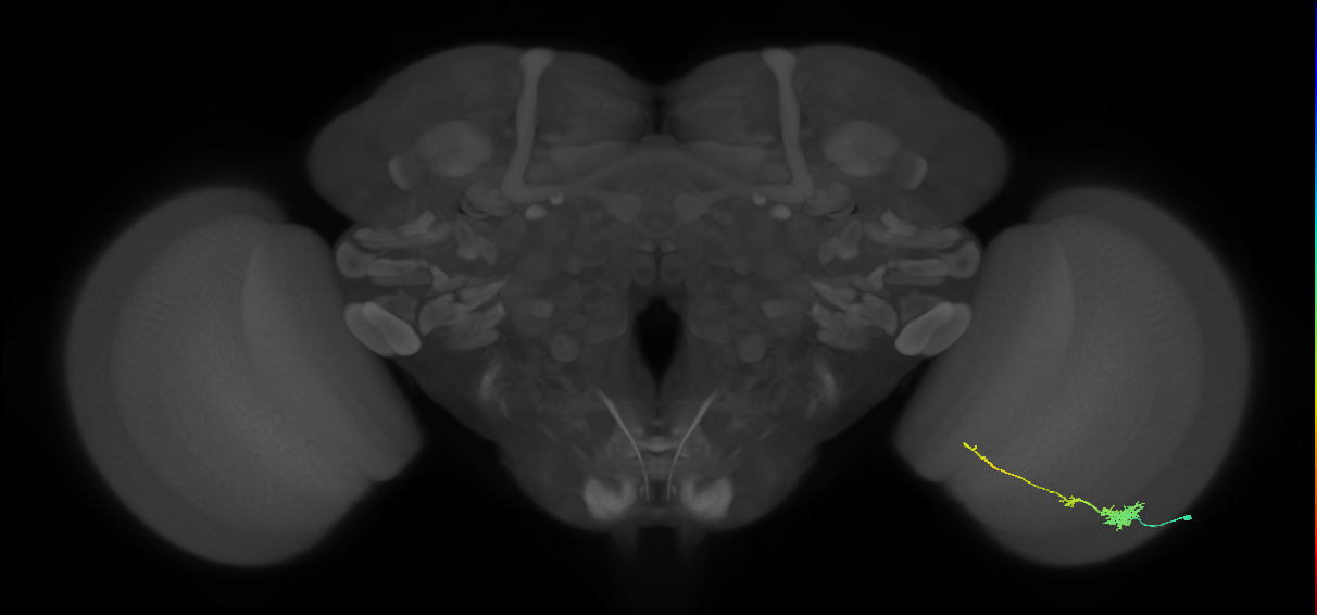 Tm4_R (JRC_OpticLobe:68113)