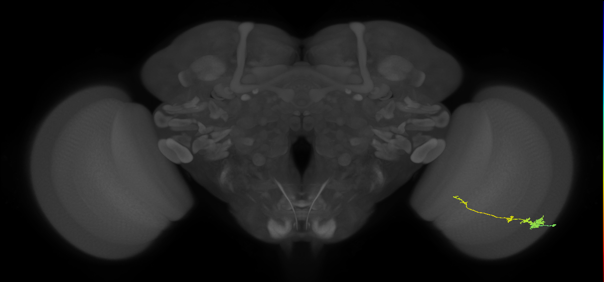Tm4_R (JRC_OpticLobe:66986)