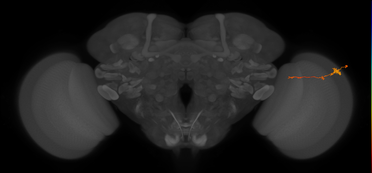 Tm4_R (JRC_OpticLobe:77578)