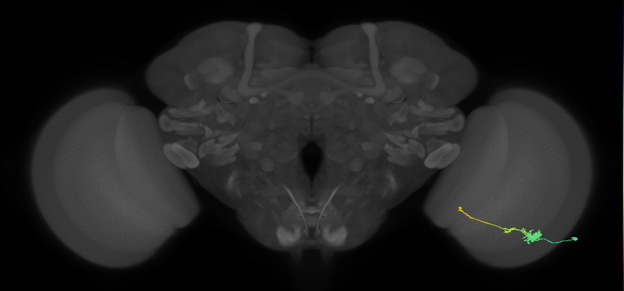 Tm4_R (JRC_OpticLobe:58844)