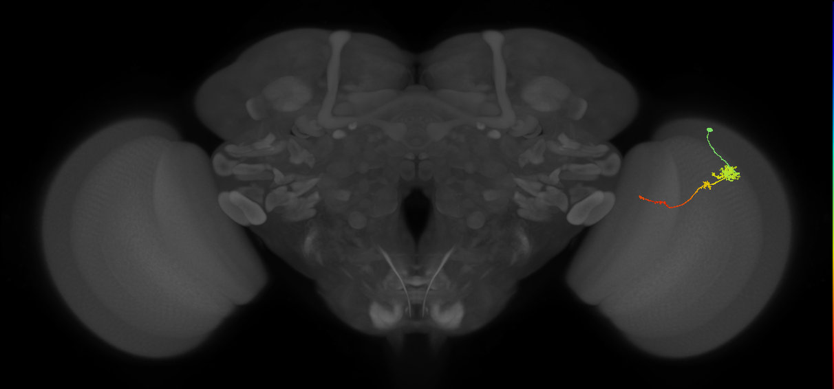 Tm4_R (JRC_OpticLobe:75888)