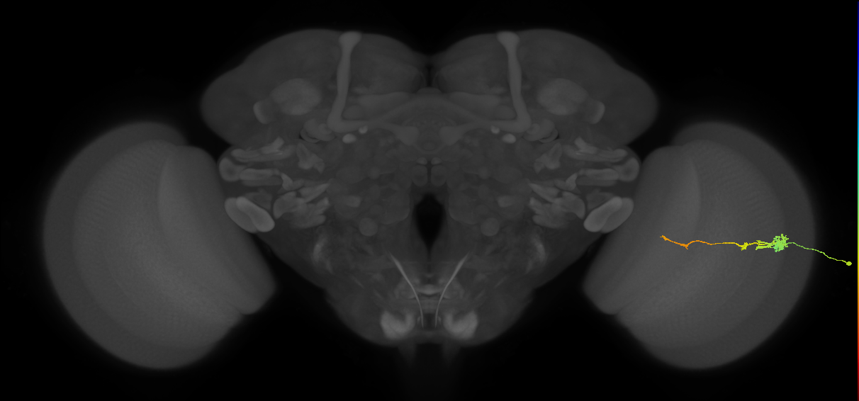 Tm4_R (JRC_OpticLobe:104511)