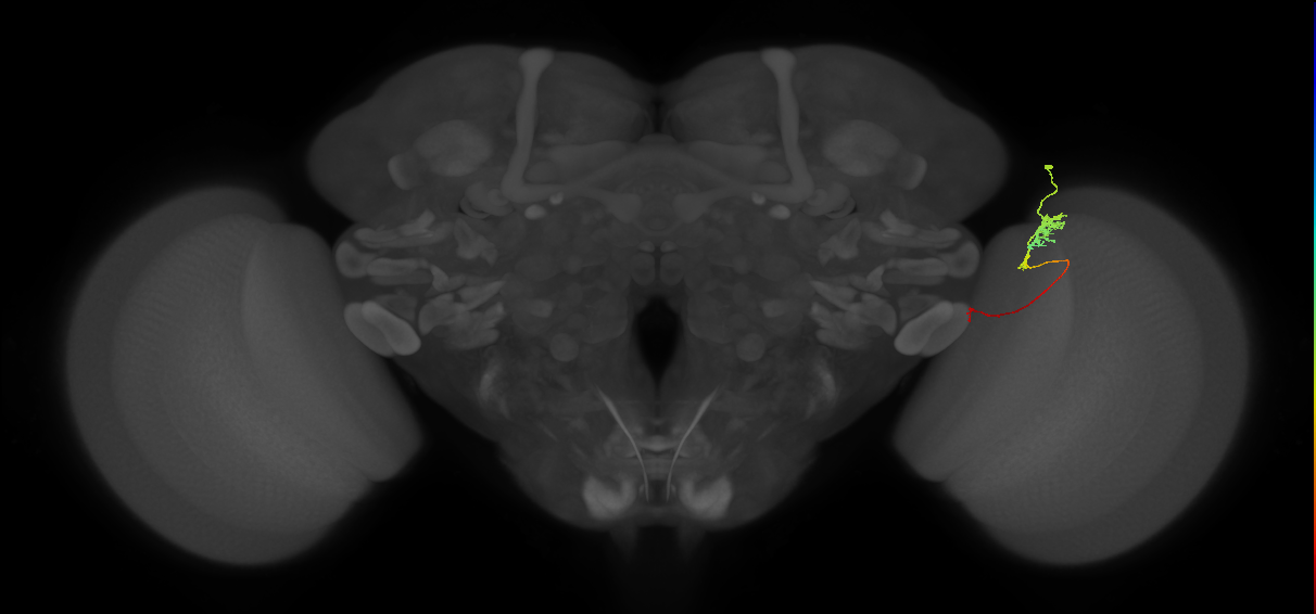 Tm4_R (JRC_OpticLobe:119259)