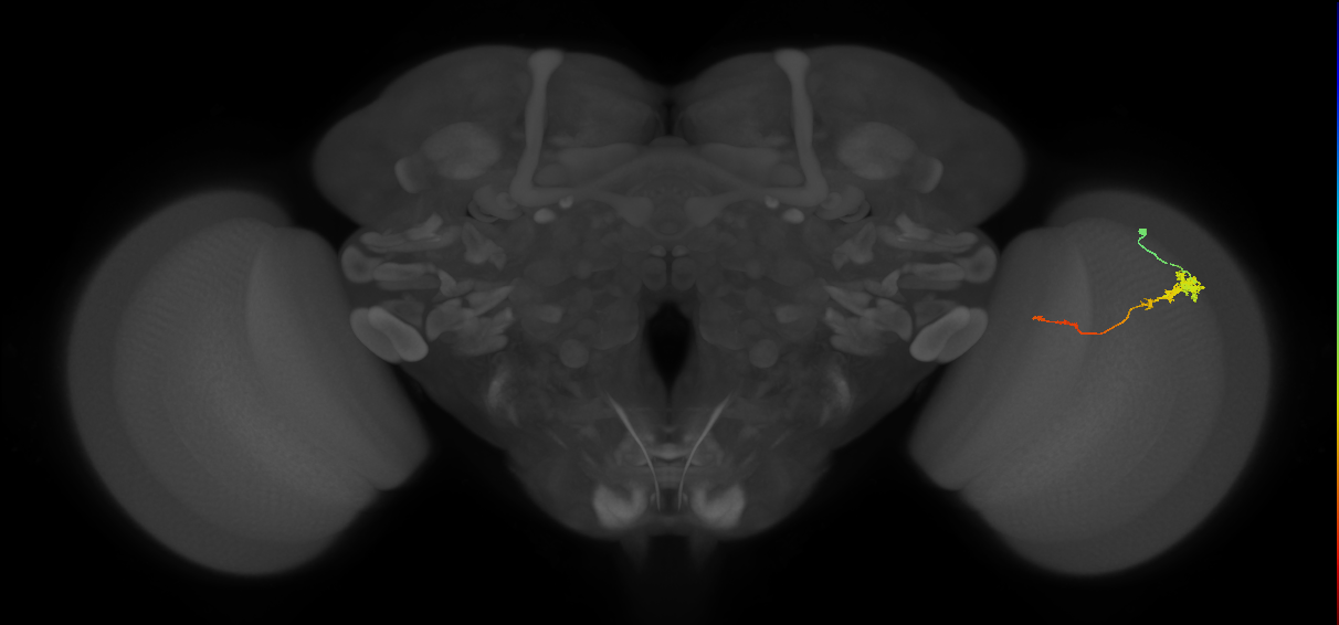 Tm4_R (JRC_OpticLobe:117110)