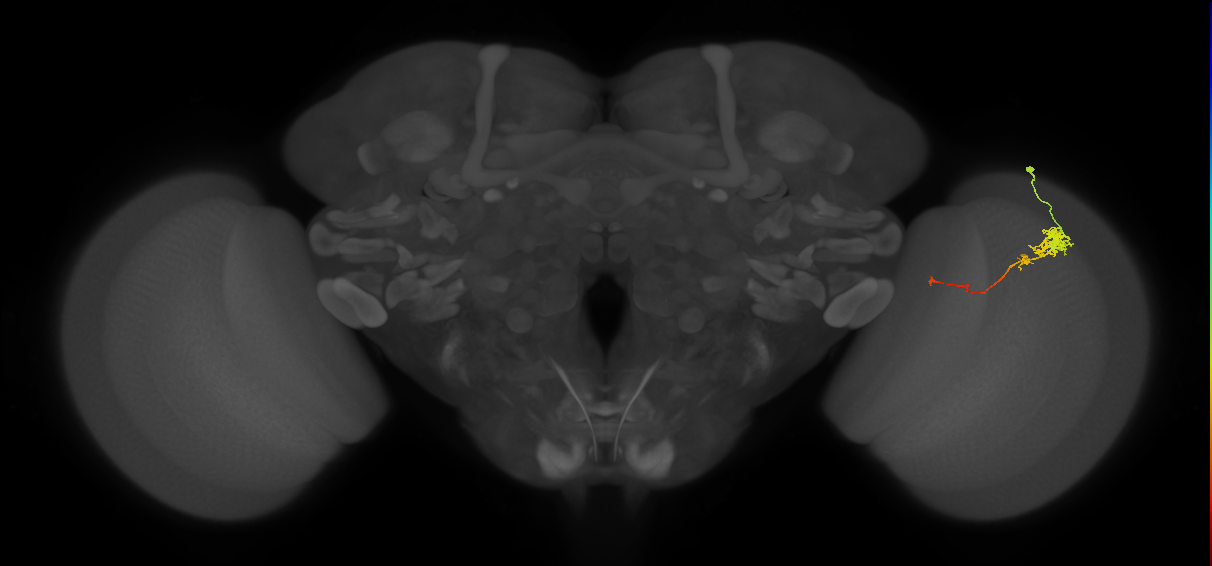 Tm4_R (JRC_OpticLobe:69128)
