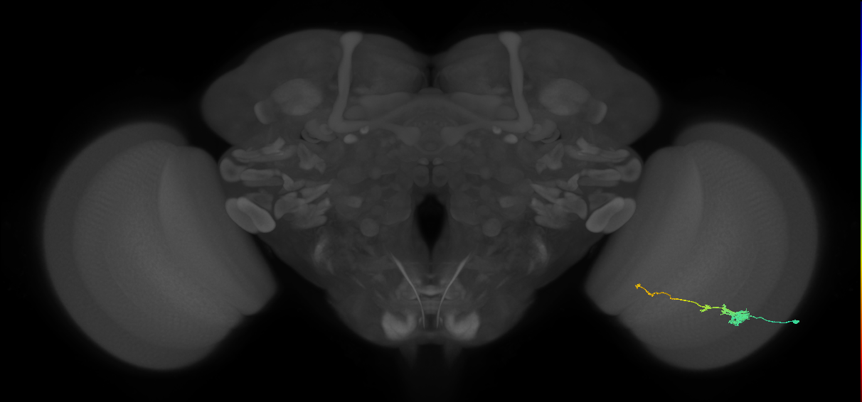 Tm4_R (JRC_OpticLobe:66565)