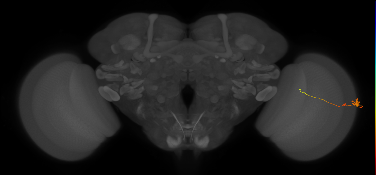 Tm4_R (JRC_OpticLobe:131870)