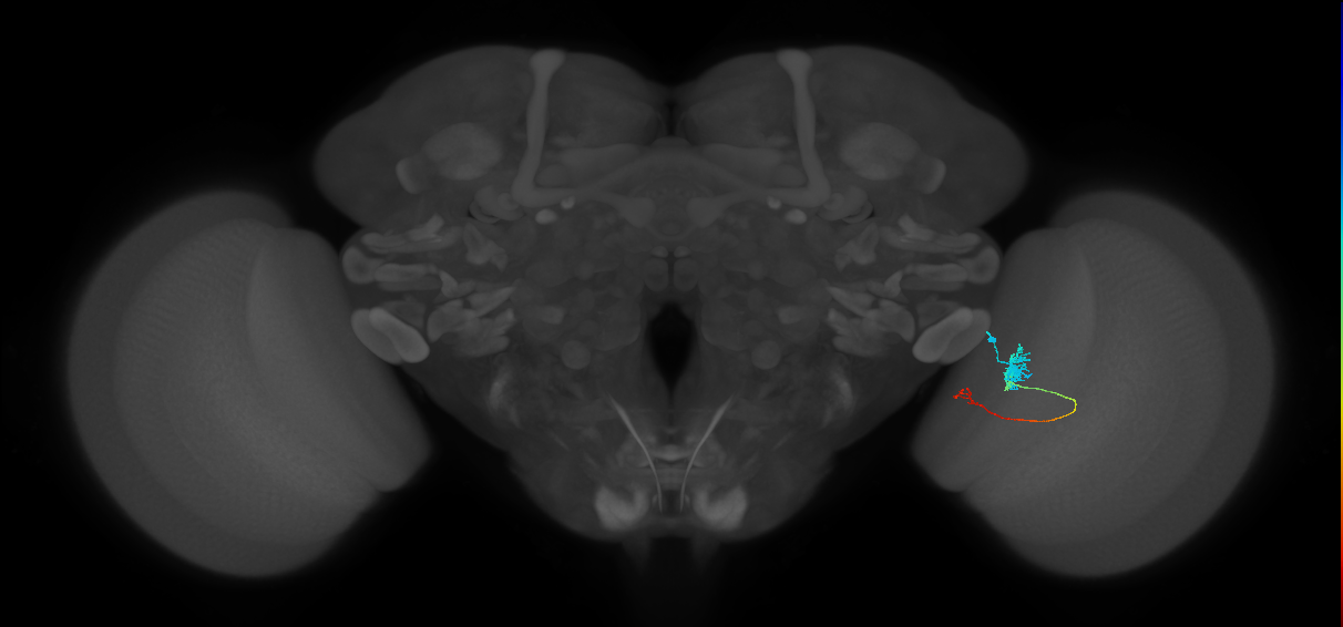 Tm4_R (JRC_OpticLobe:118724)