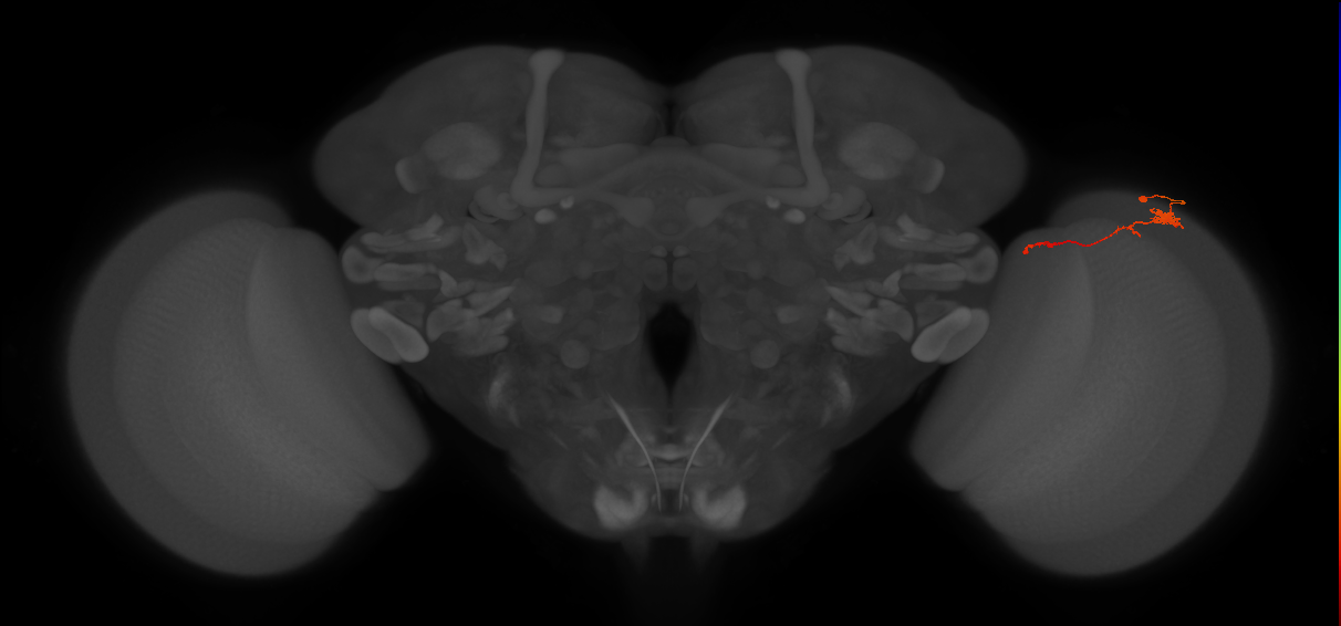 Tm4_R (JRC_OpticLobe:101782)