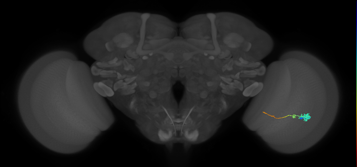 Tm4_R (JRC_OpticLobe:104497)