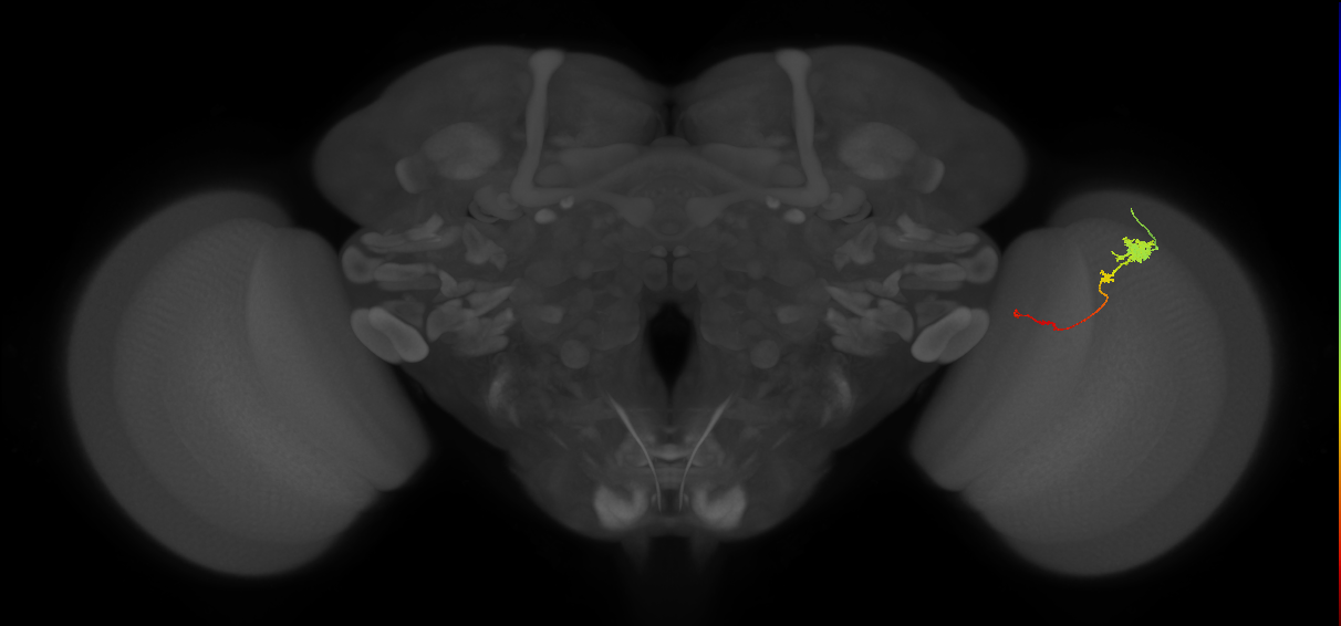 Tm4_R (JRC_OpticLobe:119054)