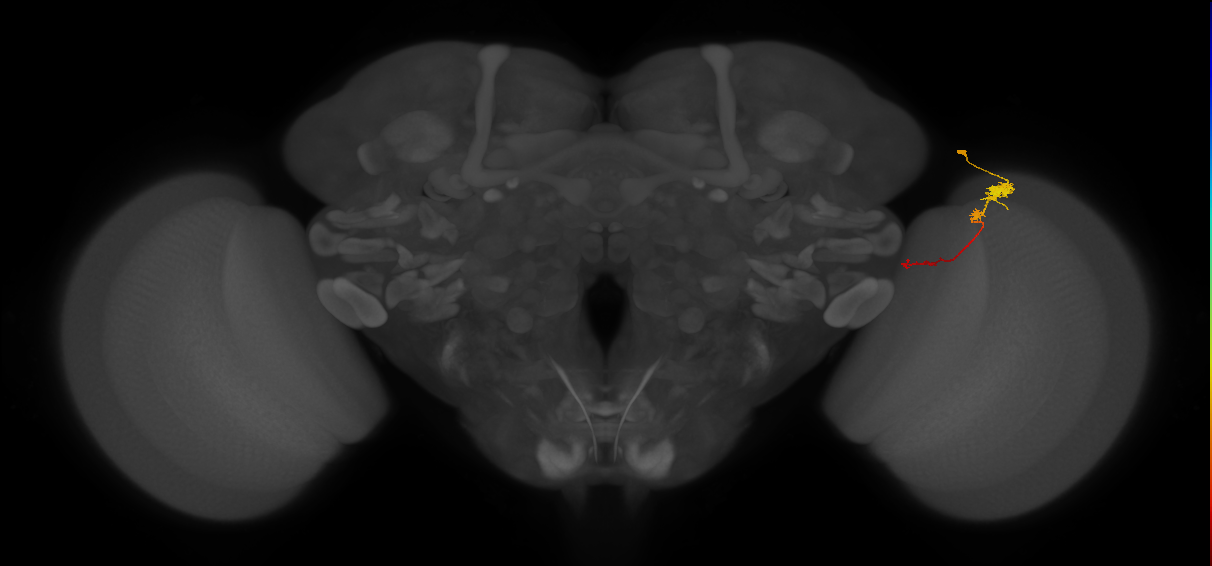 Tm4_R (JRC_OpticLobe:88418)